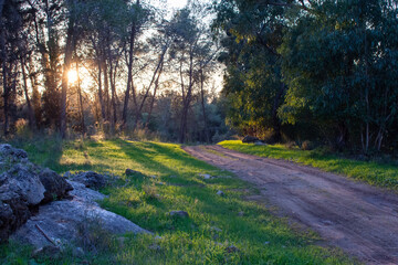 Sunset in the forest among trees, stones and grass. The sun's rays pass through the trees.