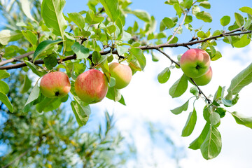 green garden apples on the tree. Healthy natural, young apples. background of apples and leaves