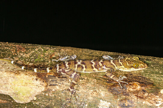 Camouflaged Borneo bow-fingered gecko, Cyrtodactylus malayanus, Borneo, Malaysia