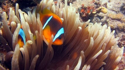 fish in aquarium