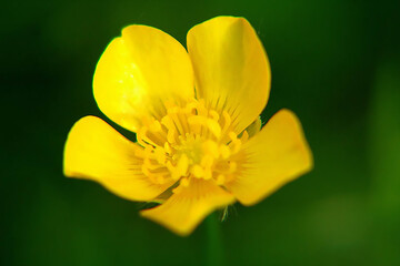 beautiful butter cup yellow flower with green background in the garden during summer