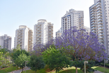 Obraz premium New high-rise buildings in the garden with blooming jacaranda and trees at dawn. The trees are covered with a green crown.