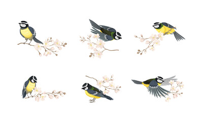 Tit Bird with Black Head and White Cheeks Flying and Sitting on Apple Blossom Branch Vector Set