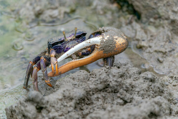 Male Fiddler crab (Uca sp.) in the mud in mangrove forest                                      
