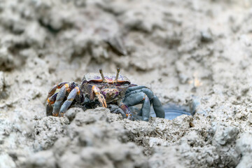 Female Fiddler crab (Uca sp.)eating in the mud in mangrove forest. 