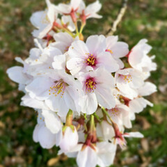 Fototapeta premium 満開の桜のアップ