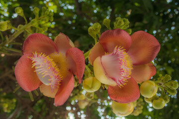 ดอกไม้ที่มีประวัติที่สำคัญทางศาสนามีดอกที่สวยงามตระการตาแก่ผู้พบเห็นส่งกลิ่นหอมเย้ายวนล่อแมลงมาตอม