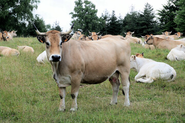 Fototapeta na wymiar Vache de race Aubrac