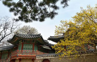 plum blossoms in changdeokgung palace