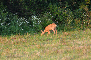 Roe deer come out from forest on a pasture in a mown field of grain