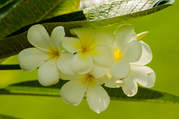 ดอกไม้ประจำชาติของประเทศเพื่อนบ้านทีดอกสวยสีสันงดงามชื่อเพราะ