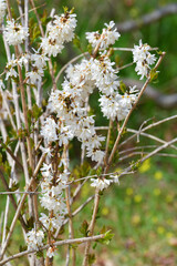 miseonnamu (White forsythia)