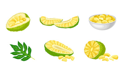 Ripe Bright Green Jackfruit with Seed Coat and Fibrous Core with Cut Section Vector Set