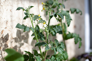 Small tomato fruit on a Bush. Growing tomatoes at home on the windowsill. Blossoming bushes of tomatoes. Tomato seedlings on the windowsill in the apartment. Young fruit on bush. 