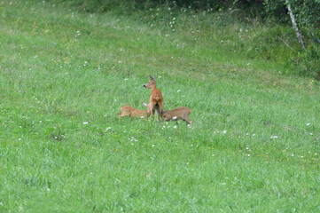 Deer family grazing grass on the green meadow 