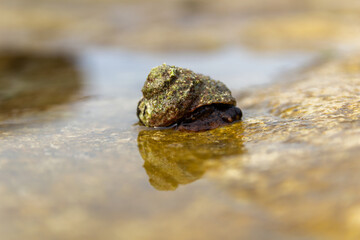 Sea slug in shell on Croatia coast sea. Marine close up animal