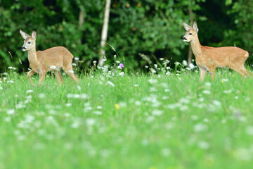 Roe deer jump into the forest before the danger from the meadow