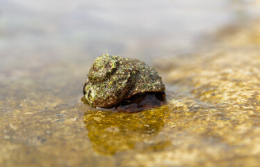 Sea slug in shell on Croatia coast sea. Marine close up animal