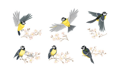 Tit Bird with Black Head and White Cheeks Flying and Sitting on Apple Blossom Branch Vector Set