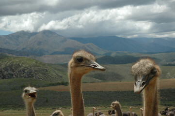 Flock of ostriches under dark storm clouds