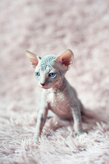 Hairless kitten with big blue eyes looks around. Portrait sphynx young cat in violet fur blanket. Naked hairless antiallergic domestic cat breed with big ears. Small sweet pink kitty.