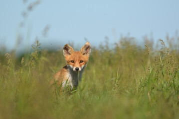 Naklejka na ściany i meble Little red fox cub in the grass