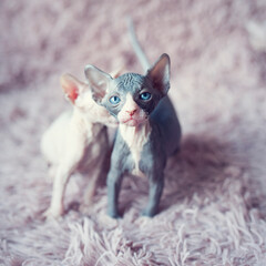 Hairless kittens with big blue eyes looks into the camera. Portrait sphynx young siblings cats in violet fur blanket. Naked hairless antiallergic domestic cat breed with big ears. Small sweet kitty.