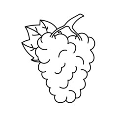 Grape with leaf. Fruit sketch. Black line icon. Vector illustration for coloring book