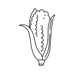 Corn cereals. Fresh fruit sketch. Black line icon. Vector illustration for coloring book