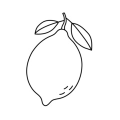Lemon or lime. Citrus fruit sketch. Black line icon. Vector illustration for coloring book