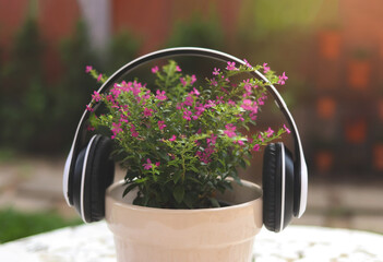 Close up of False heather, Elfin herbor Cuphea hyssopifola in plant pot, cover with headphones on white table in garden outdoor. Music help plant grow faster.