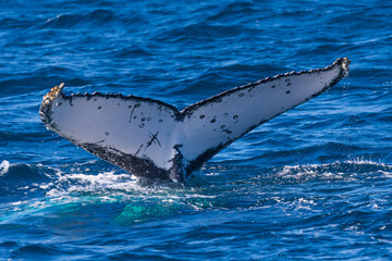 Fototapeta premium A pregnant female Humpback whale in the throes of labor - thrashing about in the ocean
