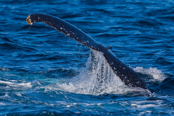 A pregnant female Humpback whale in the throes of labor - thrashing about in the ocean