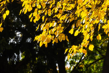Abstract background of yellow leaves in the sunlight. Autumn landscape with a blurry background and bokeh. Branches with yellow and orange poplar leaves close-up. The concept of a warm autumn day.