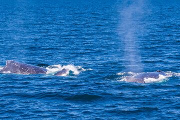 Fototapeta premium Humpback whale trio including Mother, Calf and Escort heading north past the Tweed Coast on their annual migration