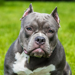 Blue hair American Bully dog female closeup portrait outside