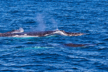 Fototapeta premium Humpback whale trio including Mother, Calf and Escort heading north past the Tweed Coast on their annual migration