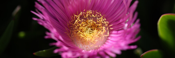 Carpobrotus chilensis or carpobrotus edulis flower closeup