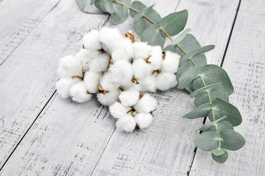 White cotton flowers and green eucalyptus twig on grey wooden table