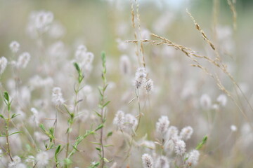 Fototapeta na wymiar delicate wildflowers. grass and flowers in light colors. natural wallpaper