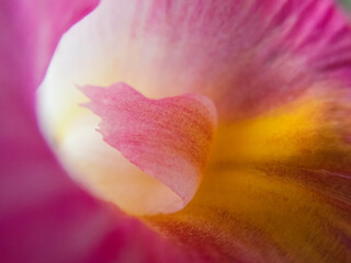 selective focus macro pink white yellow flower texture macro for background design or add romantic text