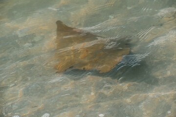 Cownose rays swimming in shallows in the Gulf of Mexico