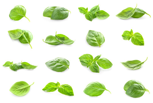 Fresh Basil Leaves On White Background