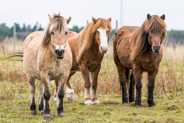 Obraz premium Three brown horses standing on a field
