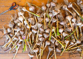 home drying fresh garlic outside