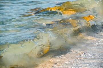 Cownose rays swimming in shallows in the Gulf of Mexico