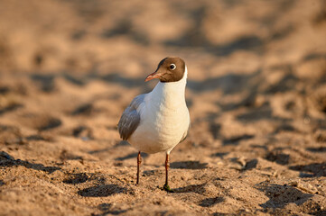 A seagull stands on the sand in the setting sun