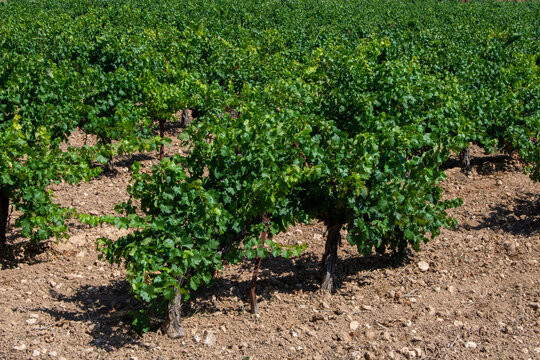 Cepas en el vi&ntilde;edo de la vega
