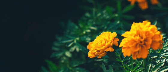 Banner with orange marigolds flowers (Tagetes erecta, African, Mexican, Aztec marigold) with green...