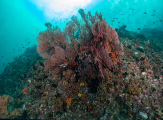 Fototapeta na wymiar Gorginion sea fan in Trpical wall reef with anthias.
